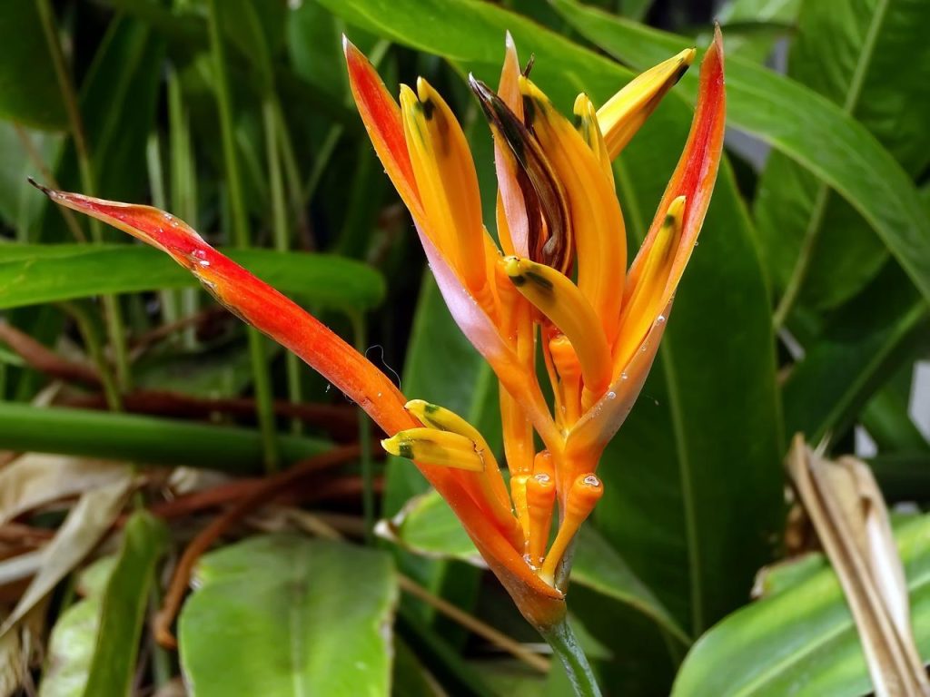 Strelitzia nicolai paradijsvogelplant met grote groene bladeren als onderdeel van een tropische oase in huis